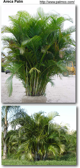 common indoor palms