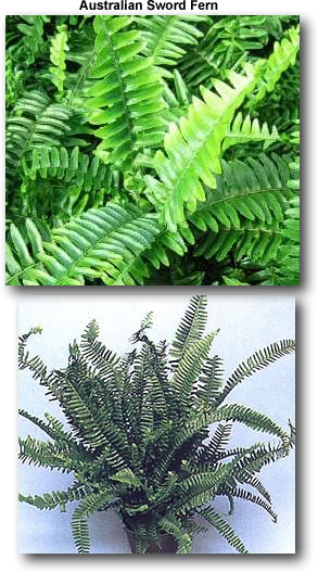 Australian Sword Fern