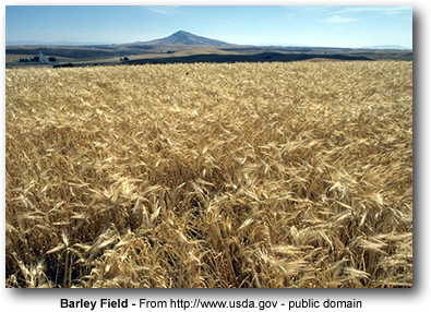 Barley Field