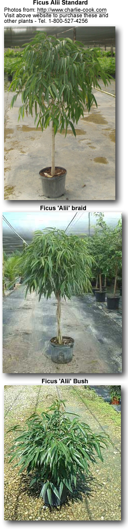 Ficus Alii plant with long, slender dark green leaves