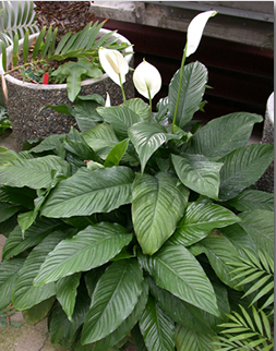 Peace Lily plant with white spathe flowers