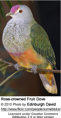 Rose-crowned Fruit Dove, Ptilinopus regina, also known as Pink-capped Fruit Dove or Swainson's Fruit Dove