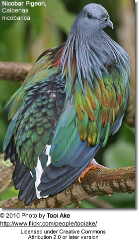 Nicobar Pigeon