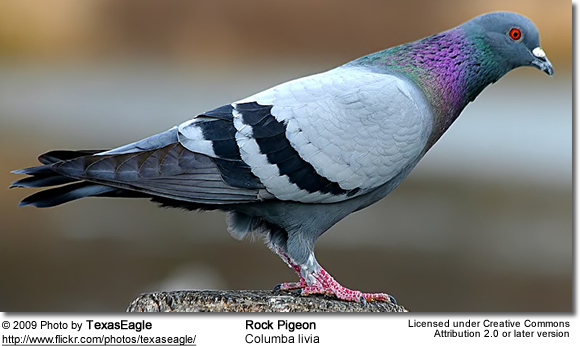 Rock Pigeon