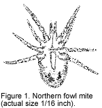 Northern Fowl Mite