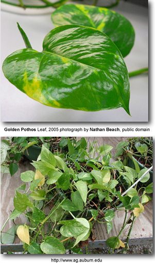 Pothos, Golden Ivy