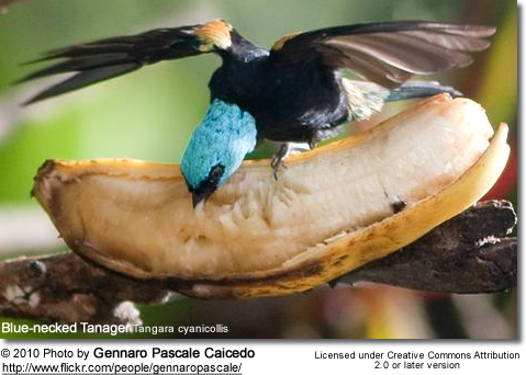 Blue-necked Tanager Tangara cyanicollis - eating from a banana
