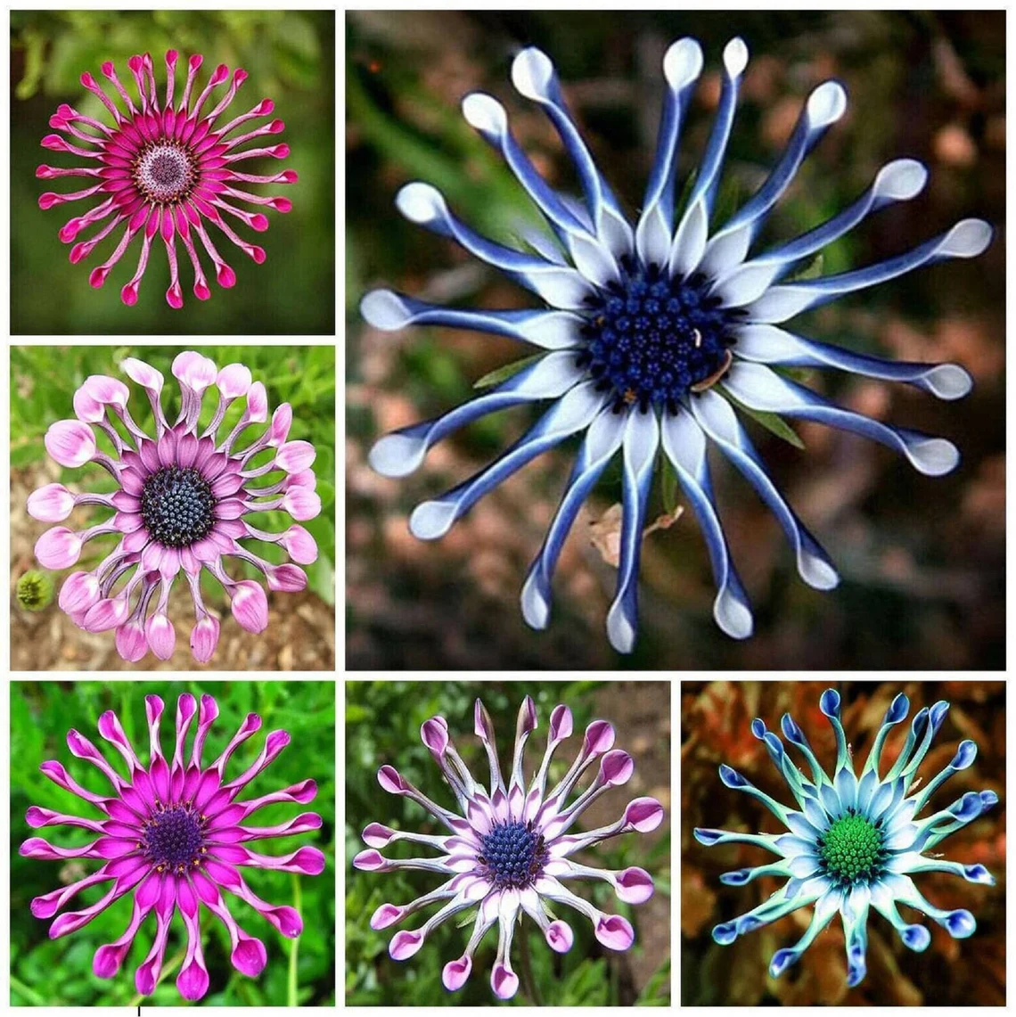 African Daisies