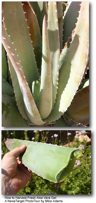 Aloe Vera plant with thick, fleshy green leaves