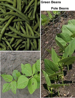 String Beans & Pole Beans