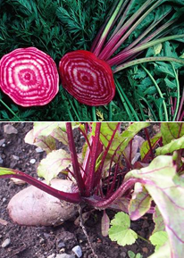 Beets
