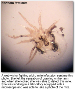 Bird Mite