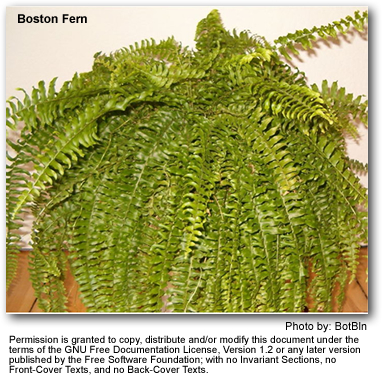 Boston Fern