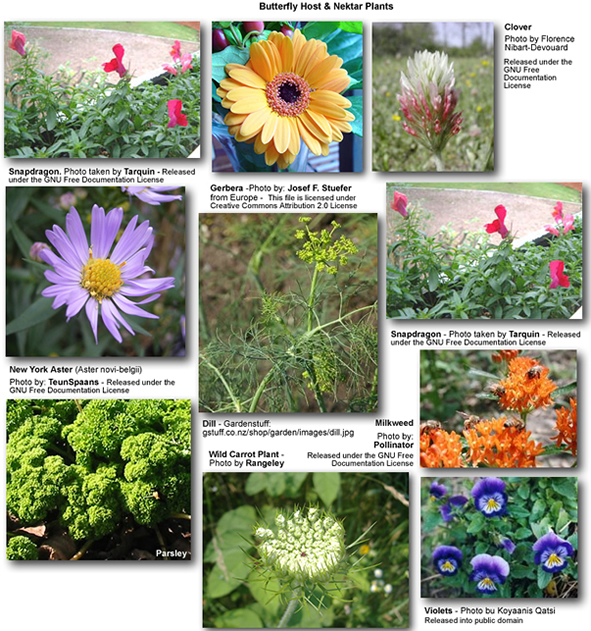 Butterfly Host Plants