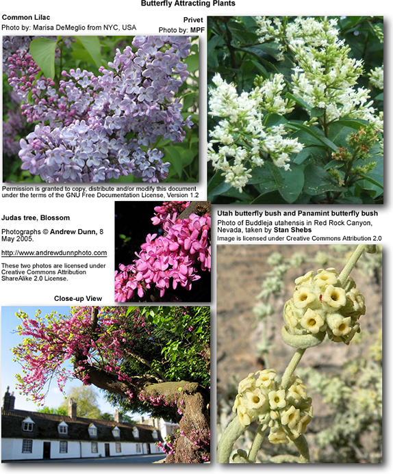 Plants that attract butterflies