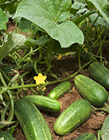 Cucumber