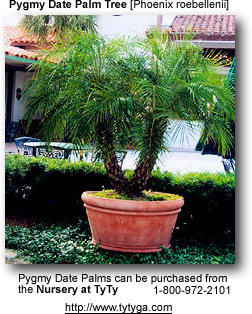 Date Palm Tree