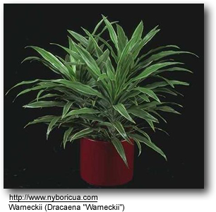 Dracaena Warnecki