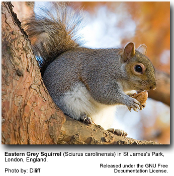 Eastern Grey Squirrels
