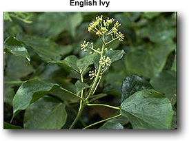 English Ivy plant