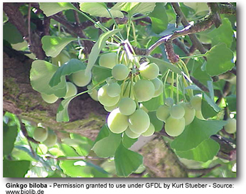Ginkgo Biloba