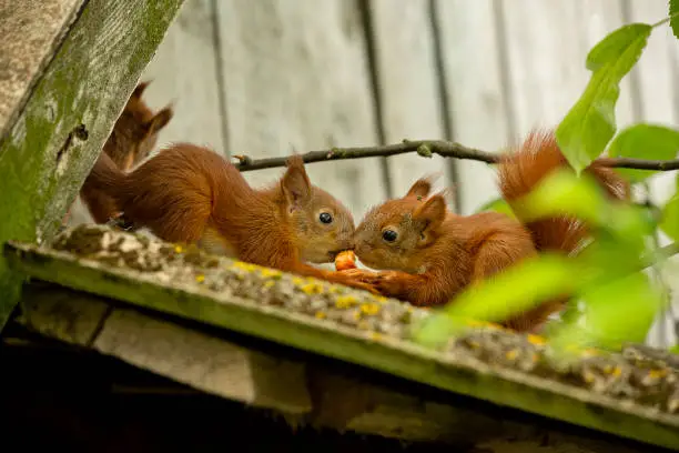 Squirrel in garden
