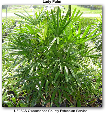 Lady Palm