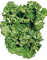 Leaf Lettuce