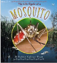 Mosquito Close-up