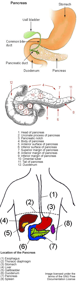 Pancreas
