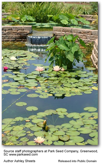 Beautiful garden pond with wildlife