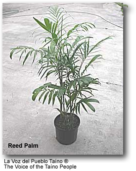 Reed Palm plant