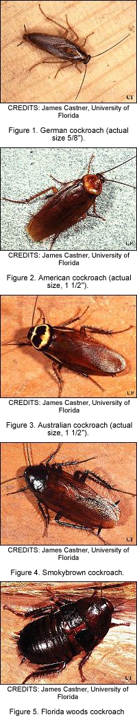 Cockroaches