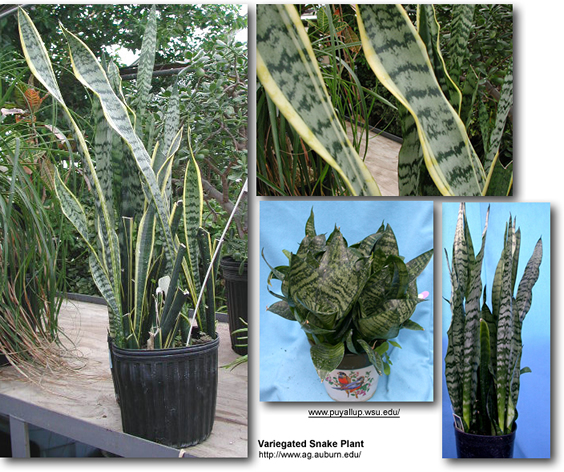 Snake Plants