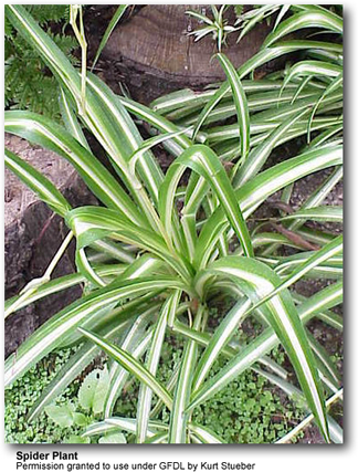 Spider Plant with long green leaves and small plantlets