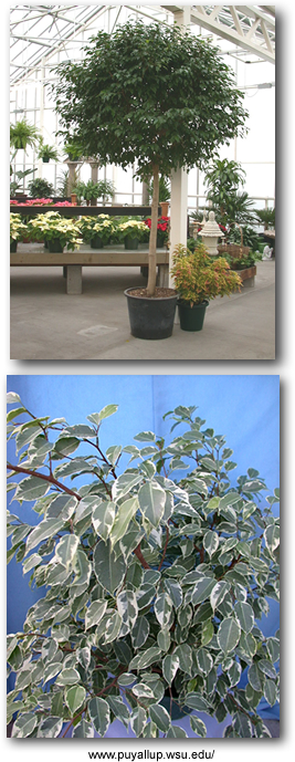 Weeping Fig plant