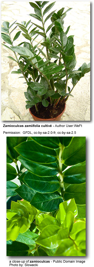 Zamioculcas plant